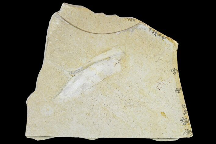 Soft-Bodied Fossil Squid (Plesiotheuthis) - Solnhofen, Germany #113278